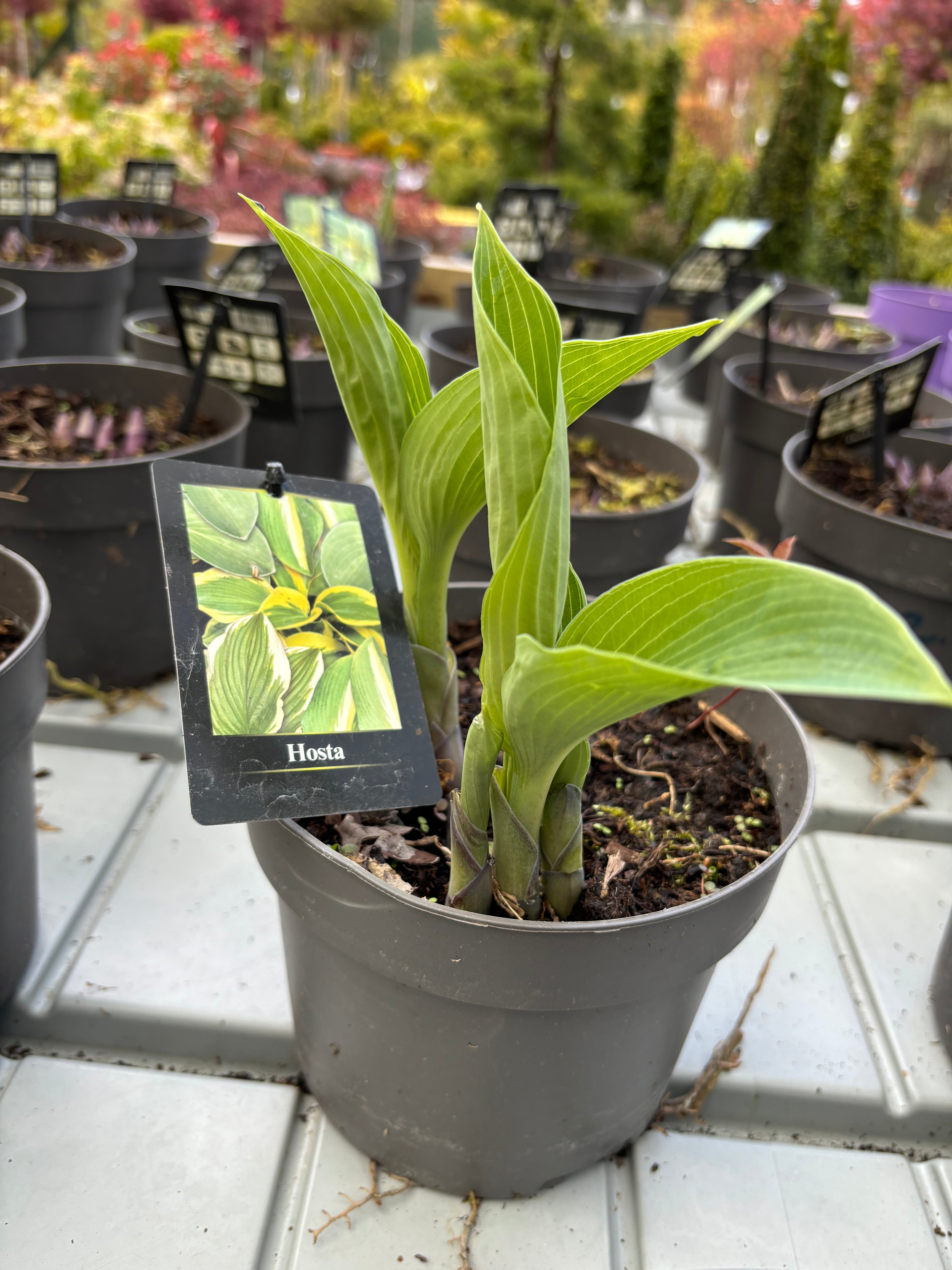Hosta 2ltr