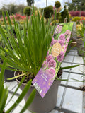 Allium 'Millenium' 5ltr