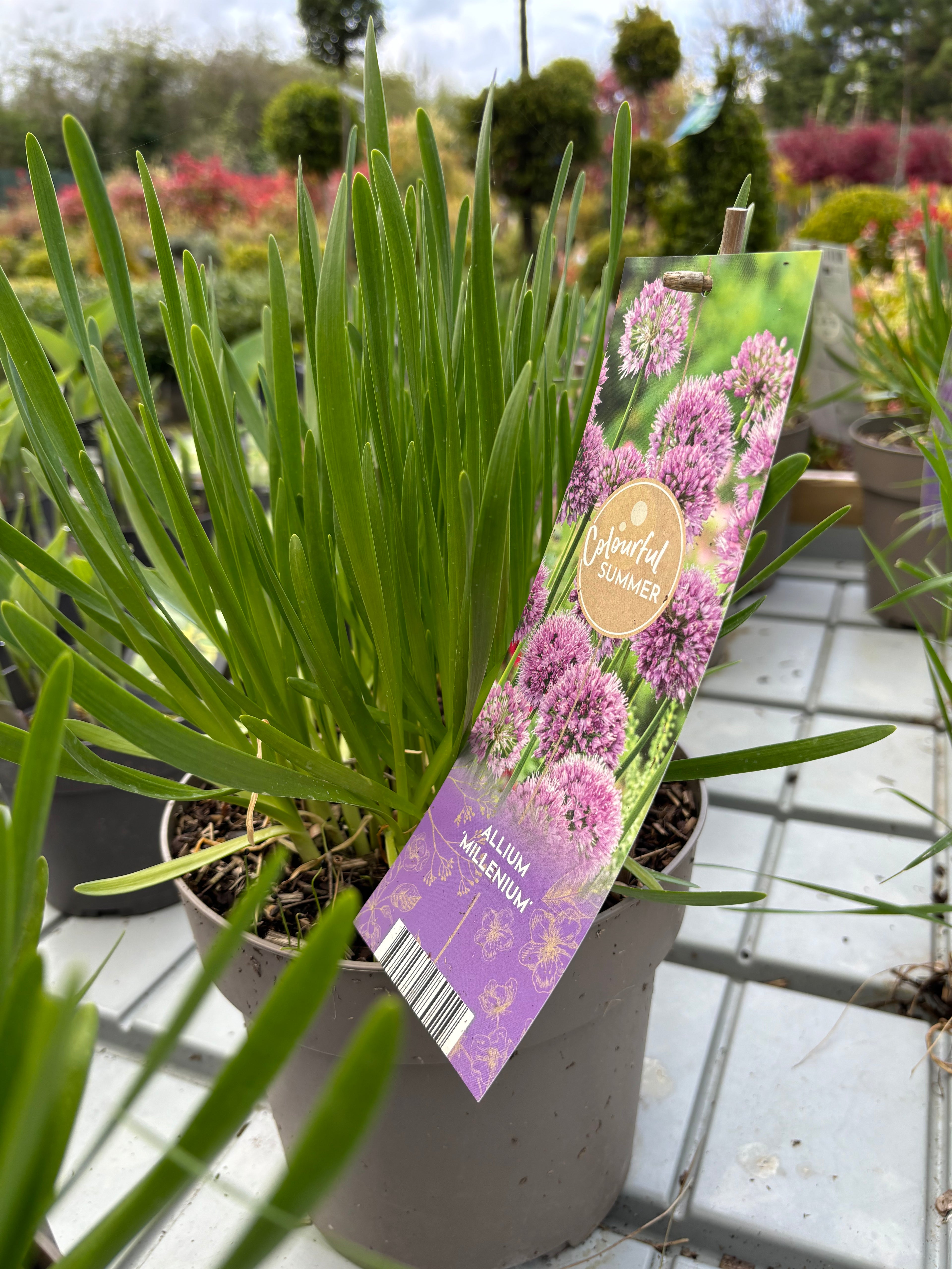 Allium 'Millenium' 5ltr