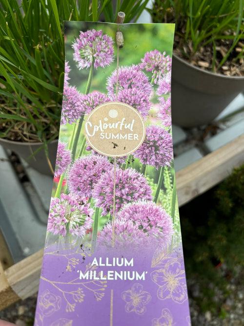 Allium 'Millenium' 5ltr