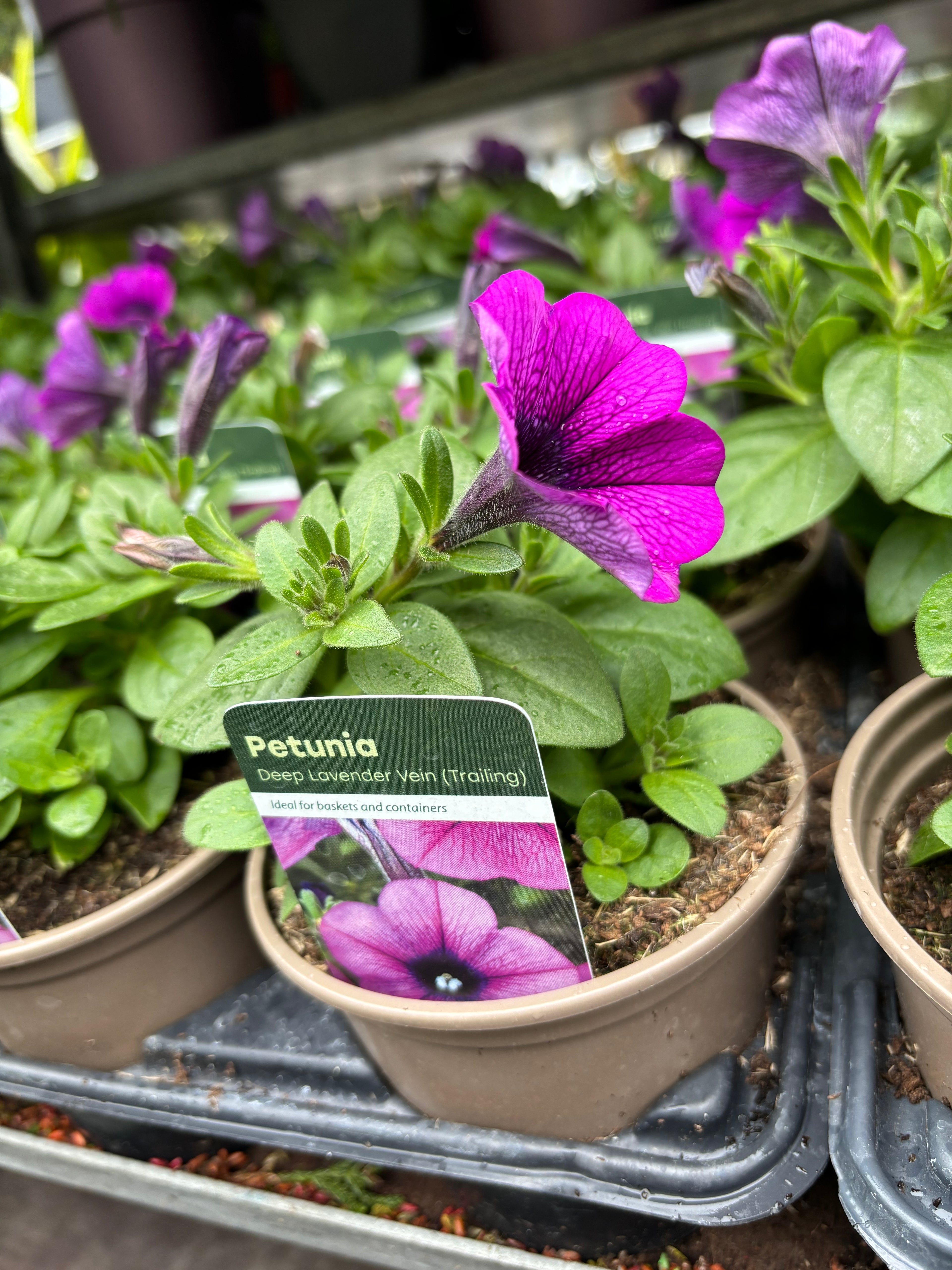 Petunia 'Deep Lavender' Vein