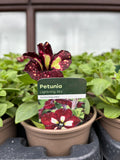 Petunia 'Lightning Sky'