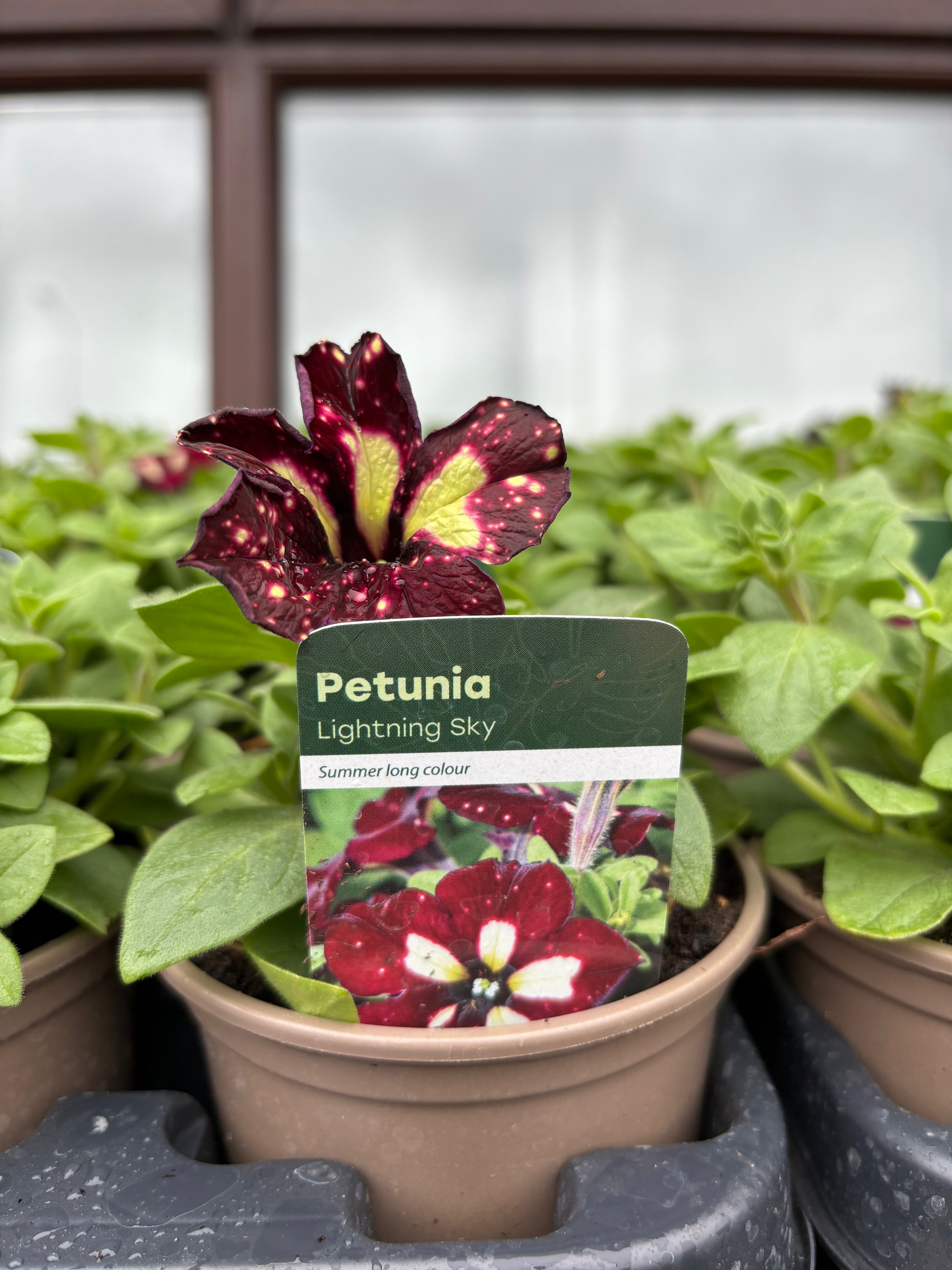 Petunia 'Lightning Sky'