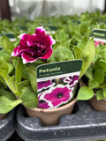 Petunia 'Purple Picotee'