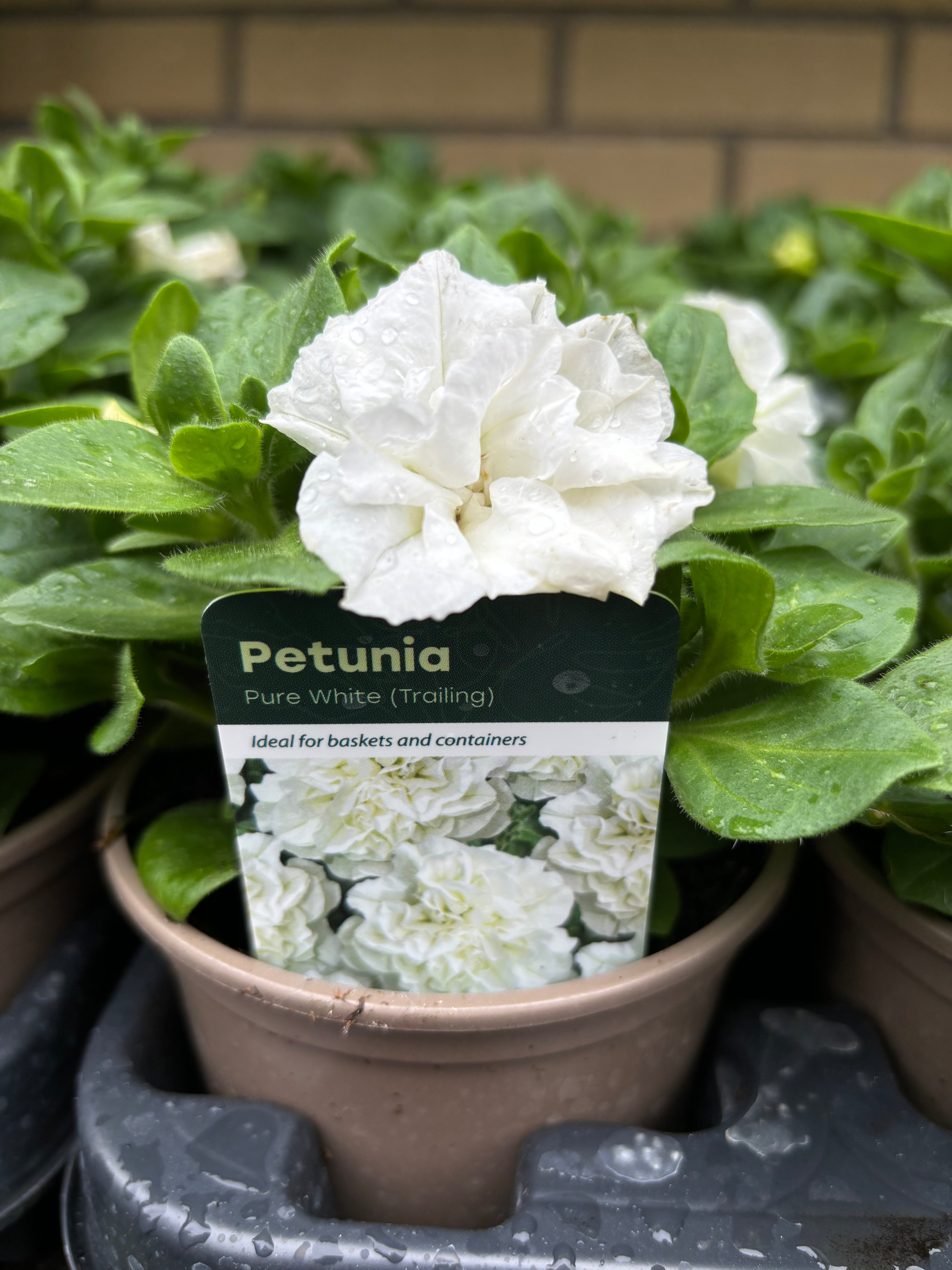 Petunia 'Pure White'