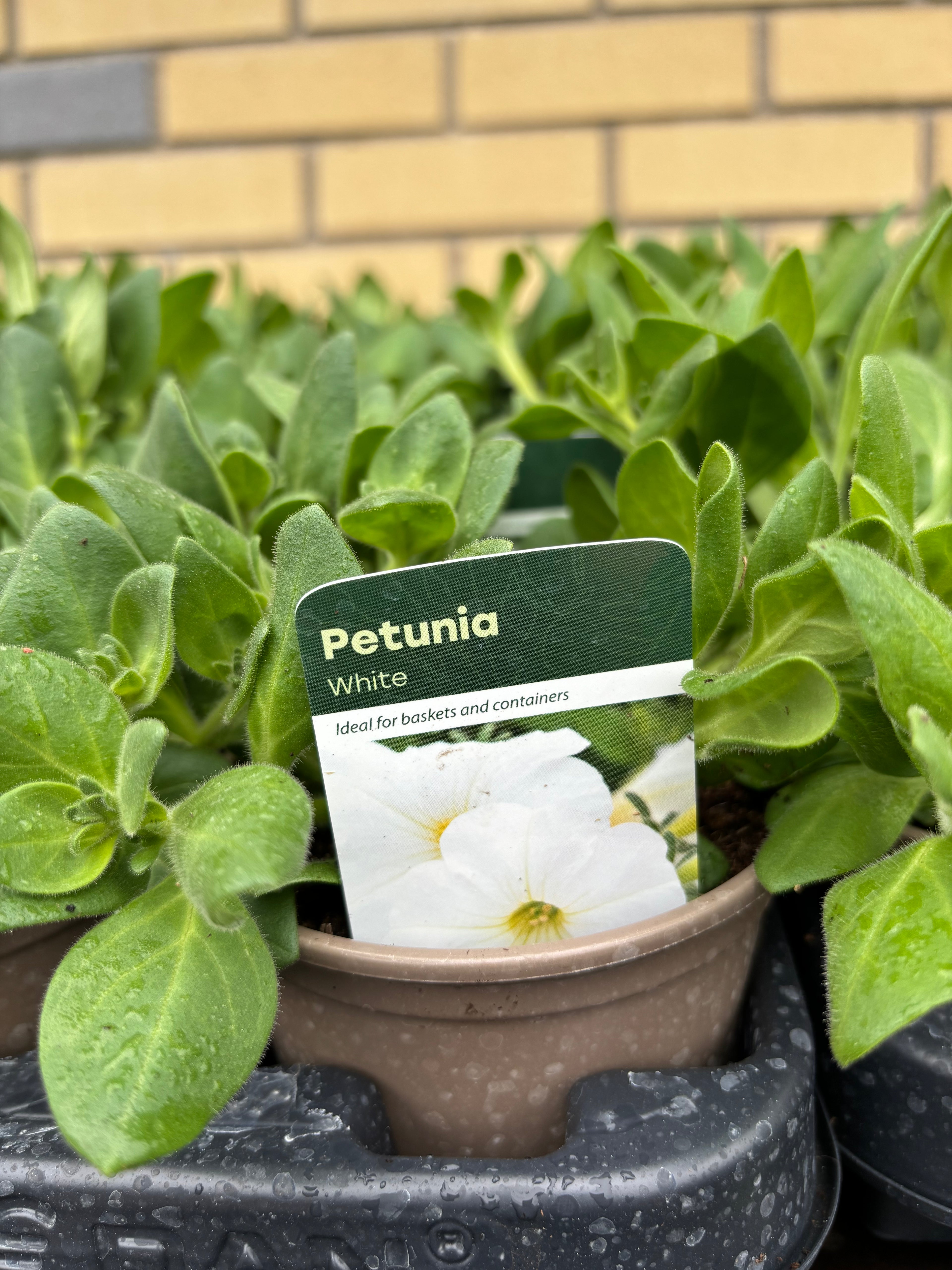 Petunia 'White'