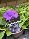 Petunia 'Sky Blue'