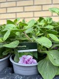 Petunia 'Double Violet' Vein