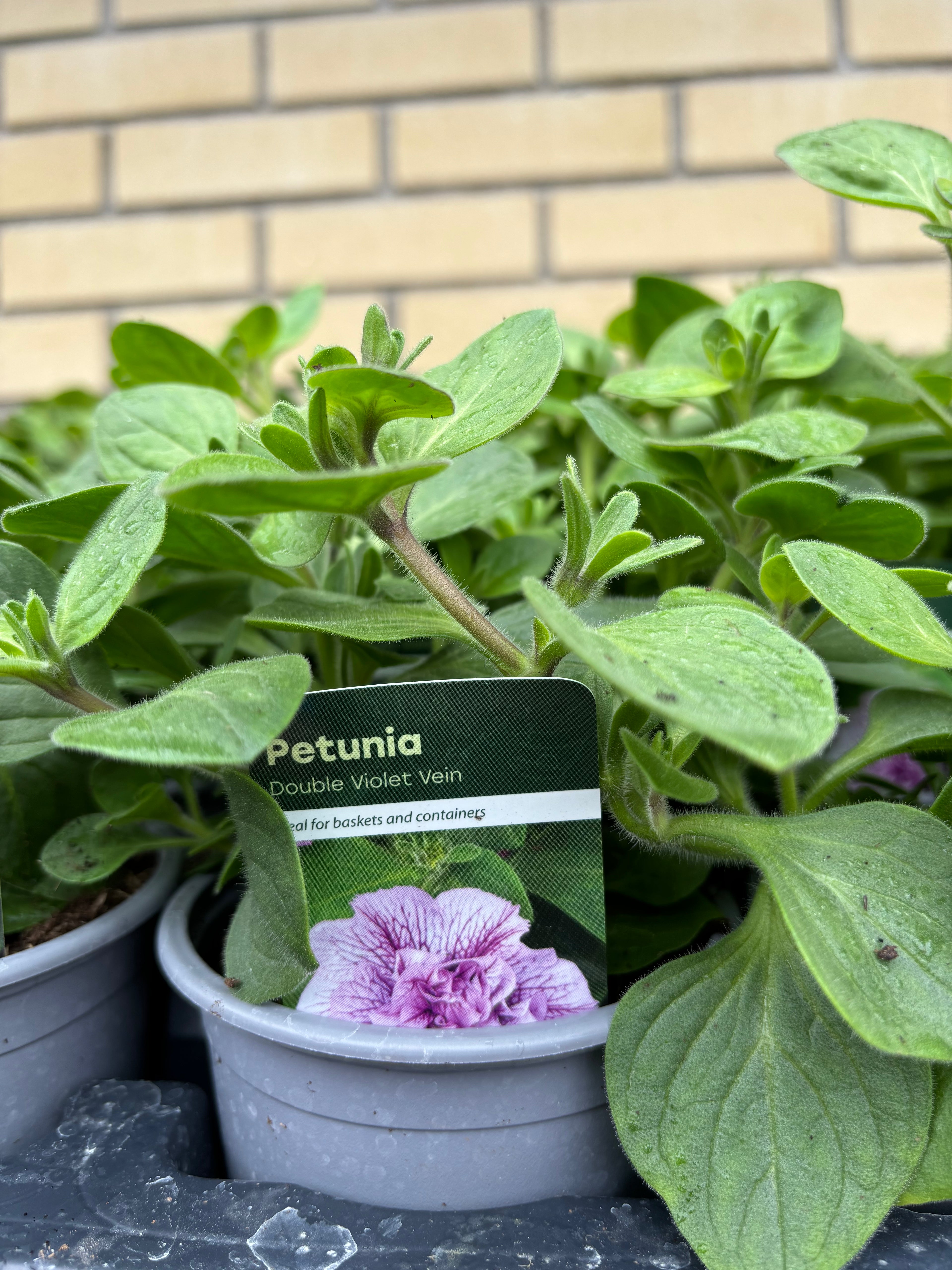 Petunia 'Double Violet' Vein