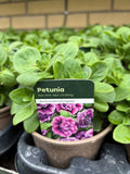 Petunia 'Hot Pink' Vein