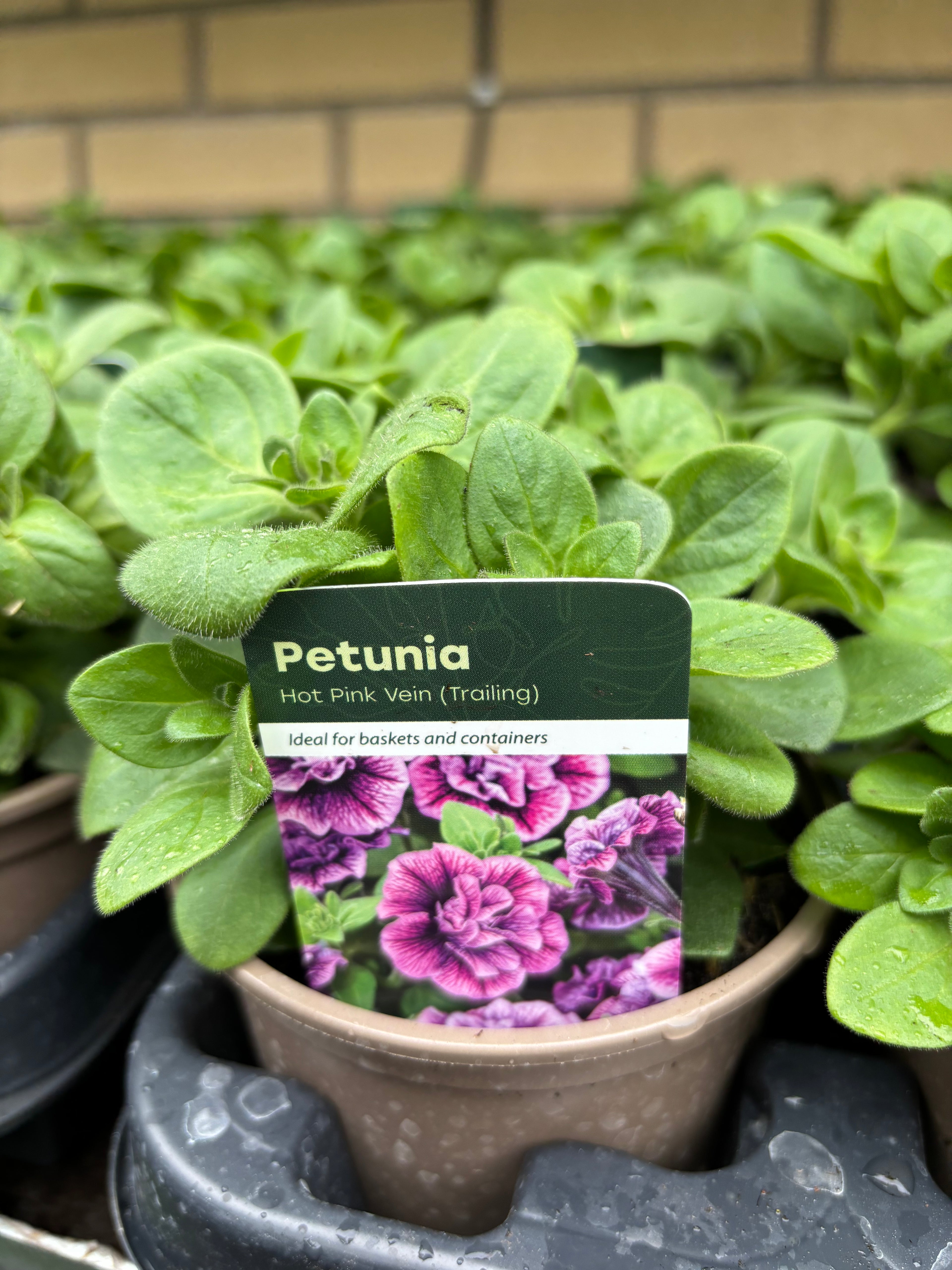 Petunia 'Hot Pink' Vein