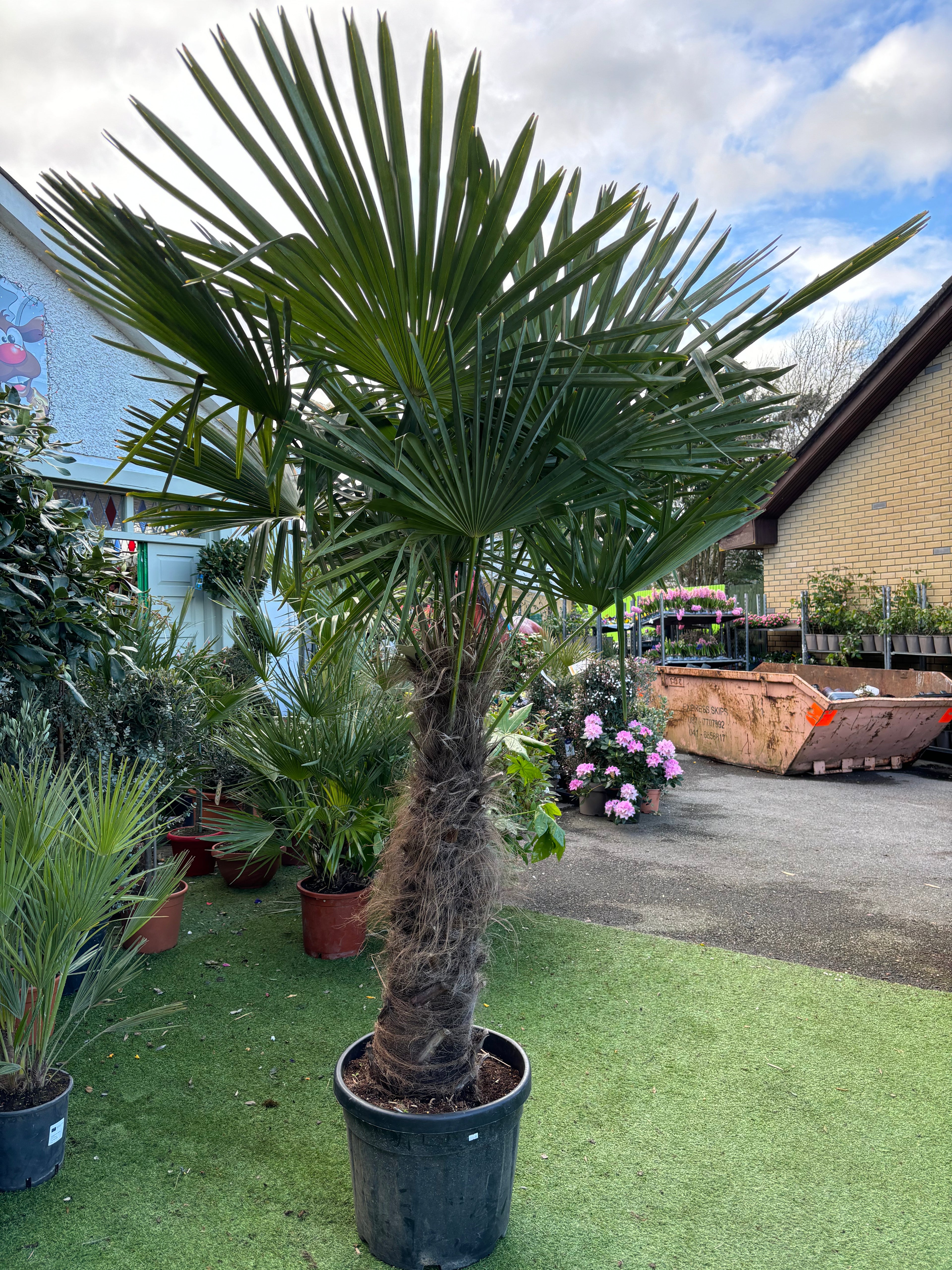 Trachycarpus Fortuneii 2.2m