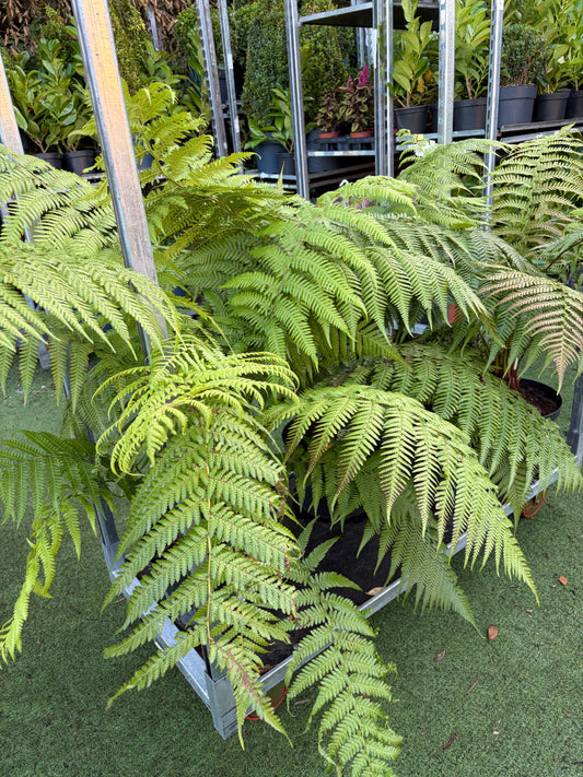 Dicksonia Antarctica (Tree Fern)