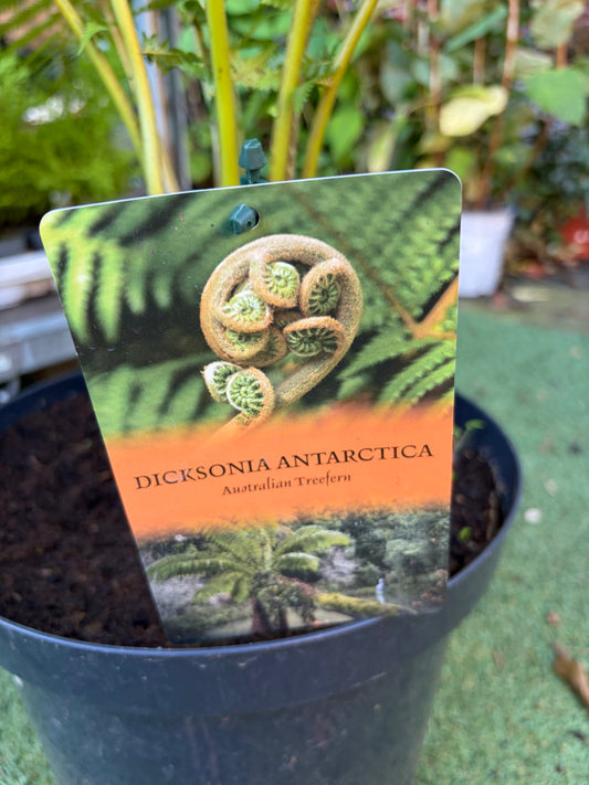 Dicksonia Antarctica (Tree Fern)